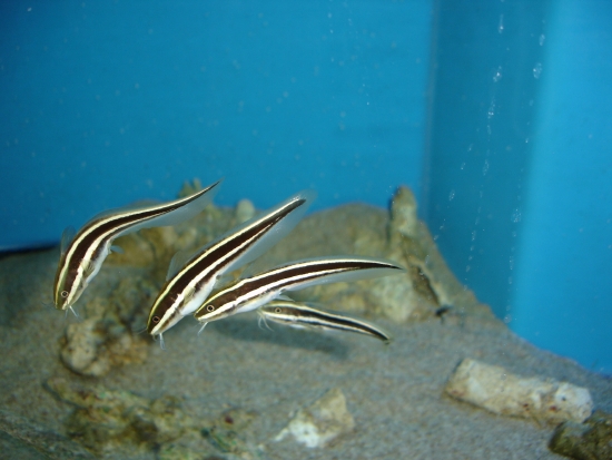  Plotosus lineatus (Coral Catfish, Catfish, Striped Eel Catfish)